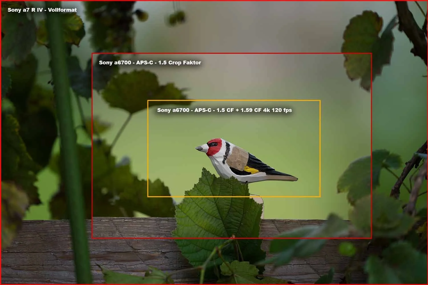 Graphic with coloured frames showing crop factor of full frame and APS-C, a carved bird figure on a leaf.