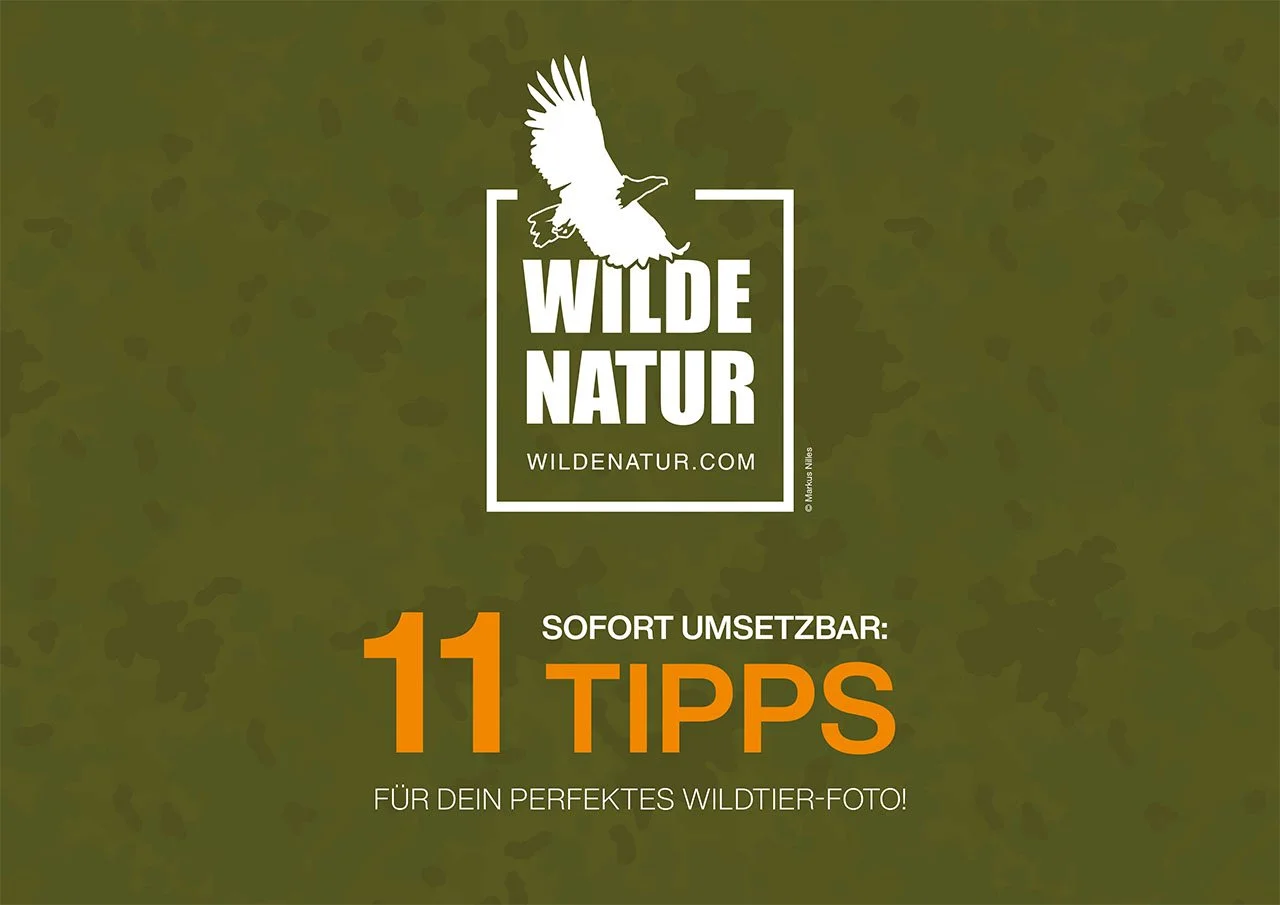 WildeNatur title graphic with a white eagle logo on a camouflage pattern and the words "11 Tipps für dein perfektes Wildtier-Foto".