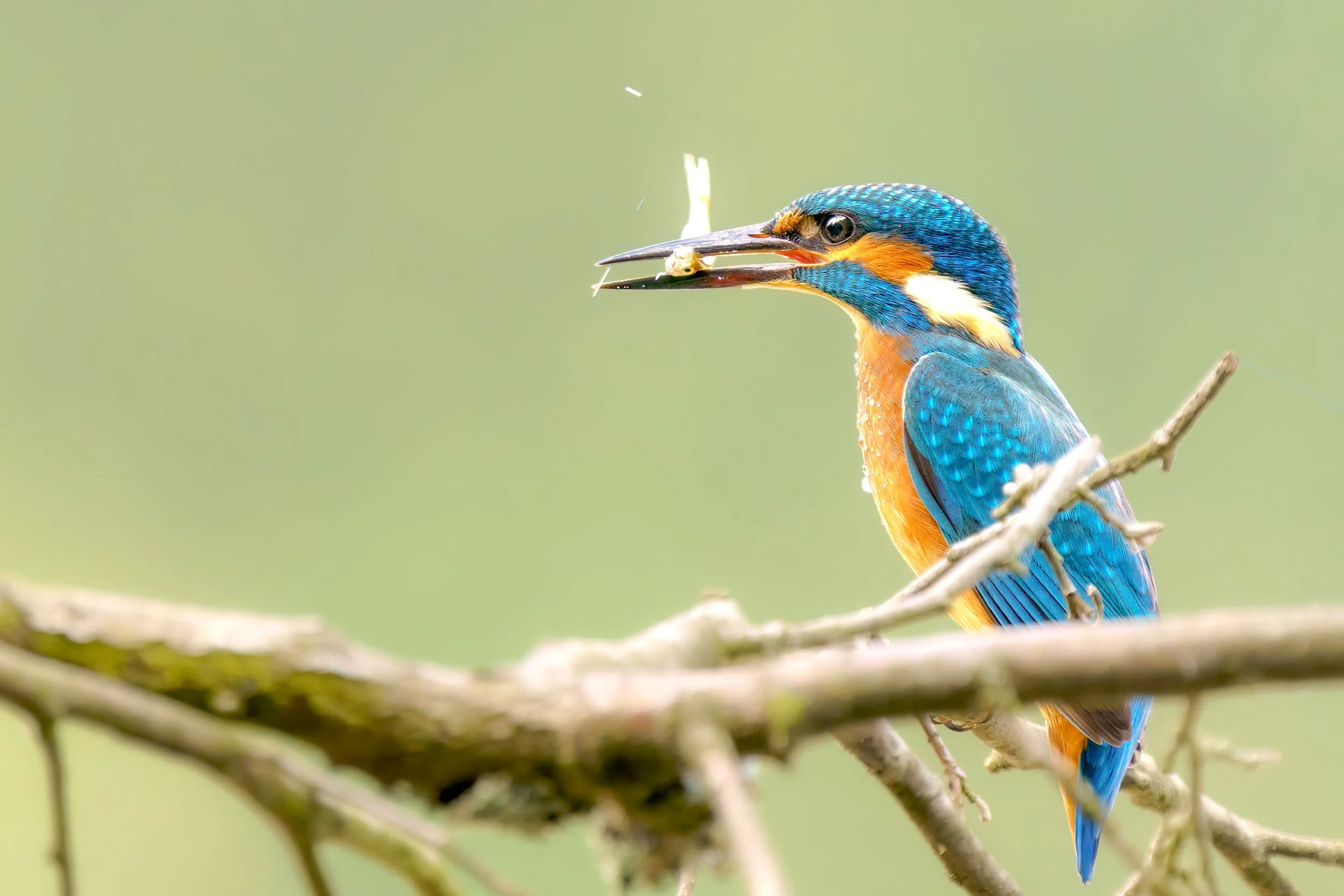 Kingfisher after a successful hunt with prey at a body of water in Bavaria
