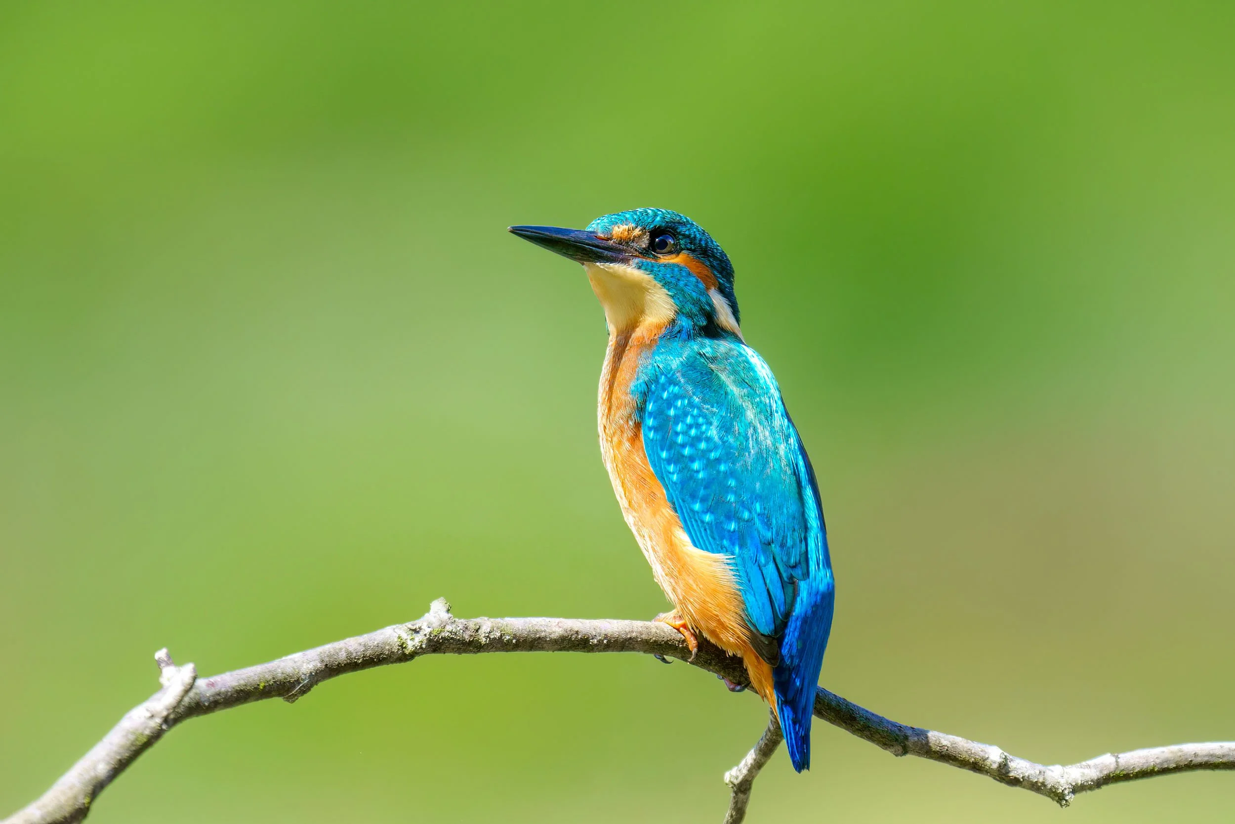 Kingfisher (Alcedo atthis)