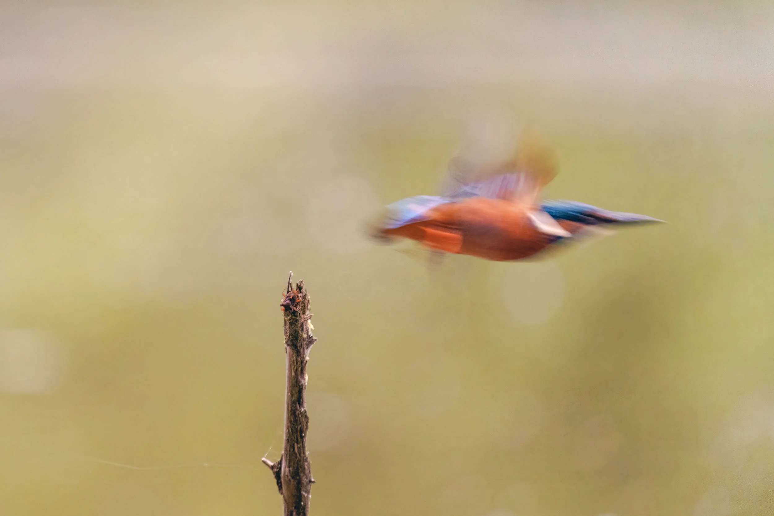 Kingfisher in fast flight above the water in Bavaria with dynamic movement