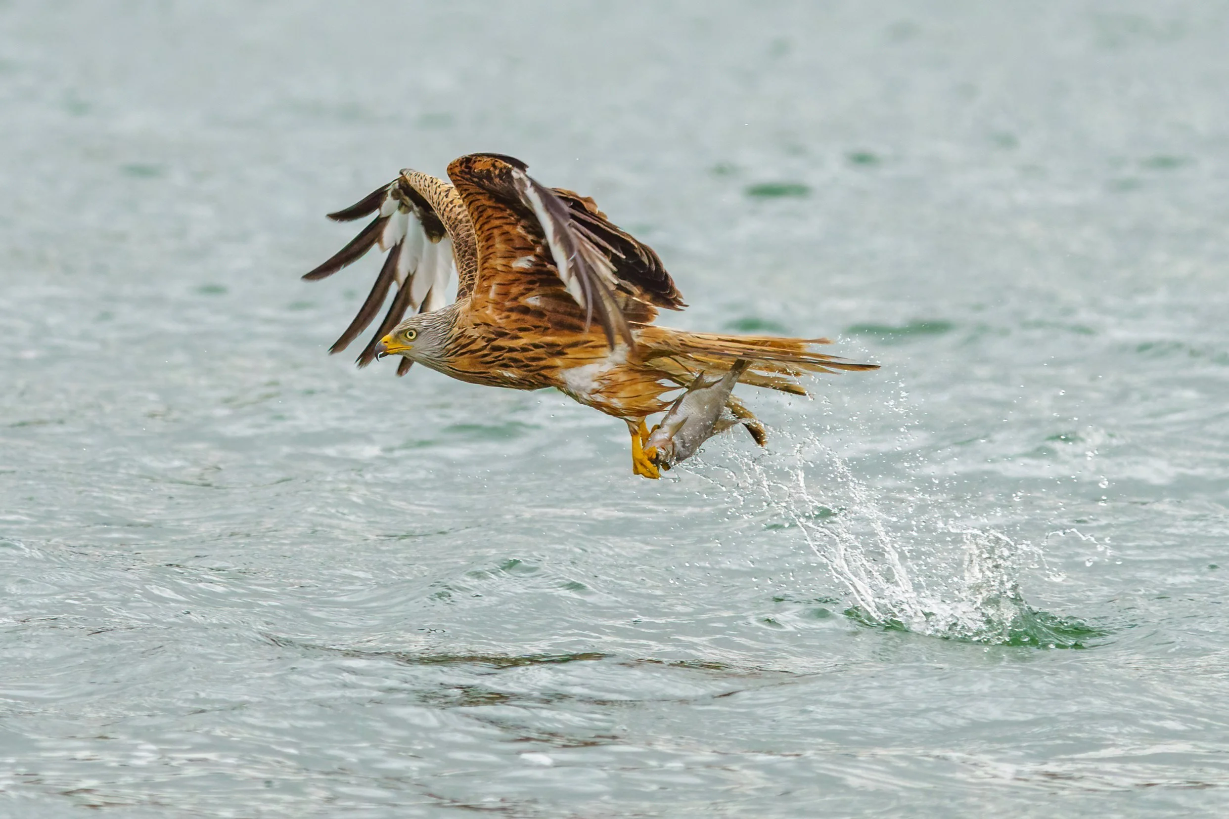 Rotmilan mit Beute in Mecklenburg-Vorpommern im Flug über natürlicher Landschaft