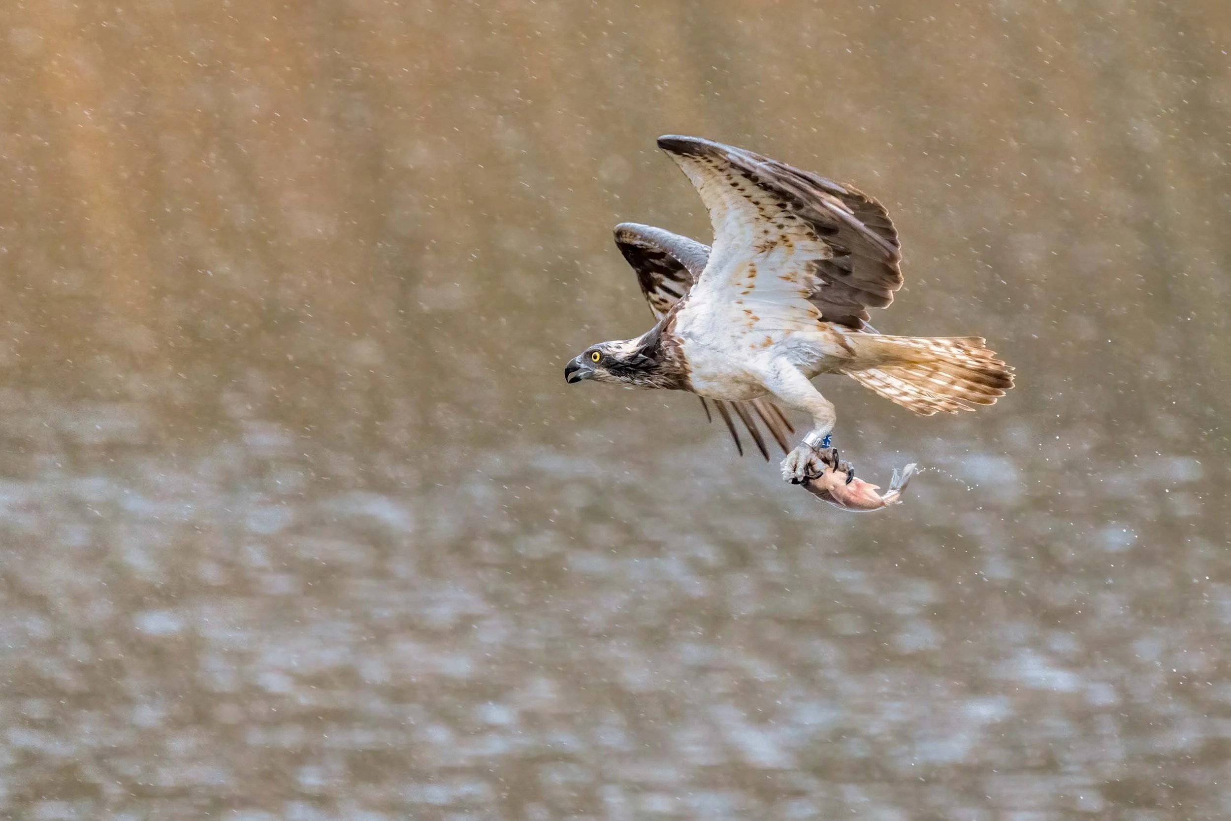Osprey (Pandion haliaetus) flying low over a pond in the rain, carrying a small fish in its talons.