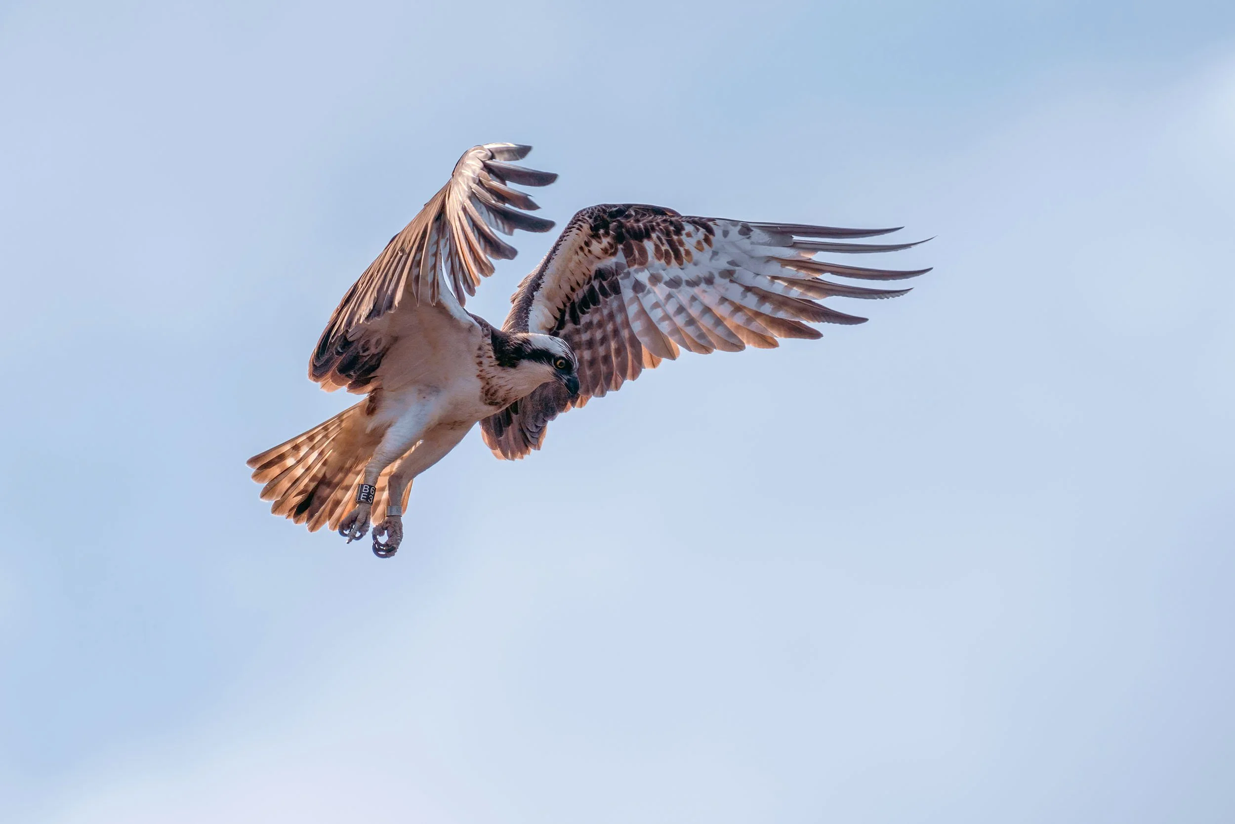 Osprey (Pandion haliaetus) hovering with raised wings against a pale blue sky, looking down at the water.