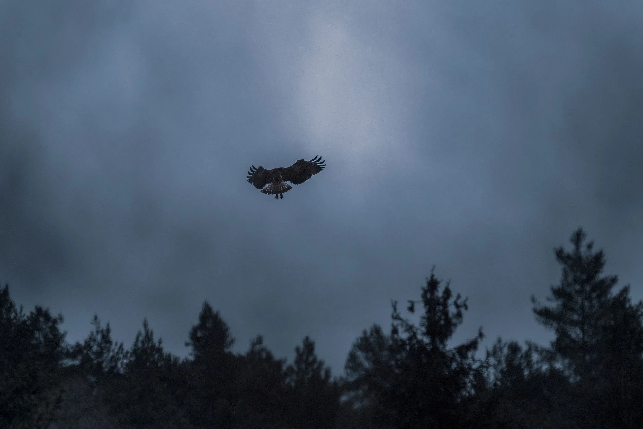 Silhouette of a hovering osprey (Pandion haliaetus) against a dark rainy sky above treetops.