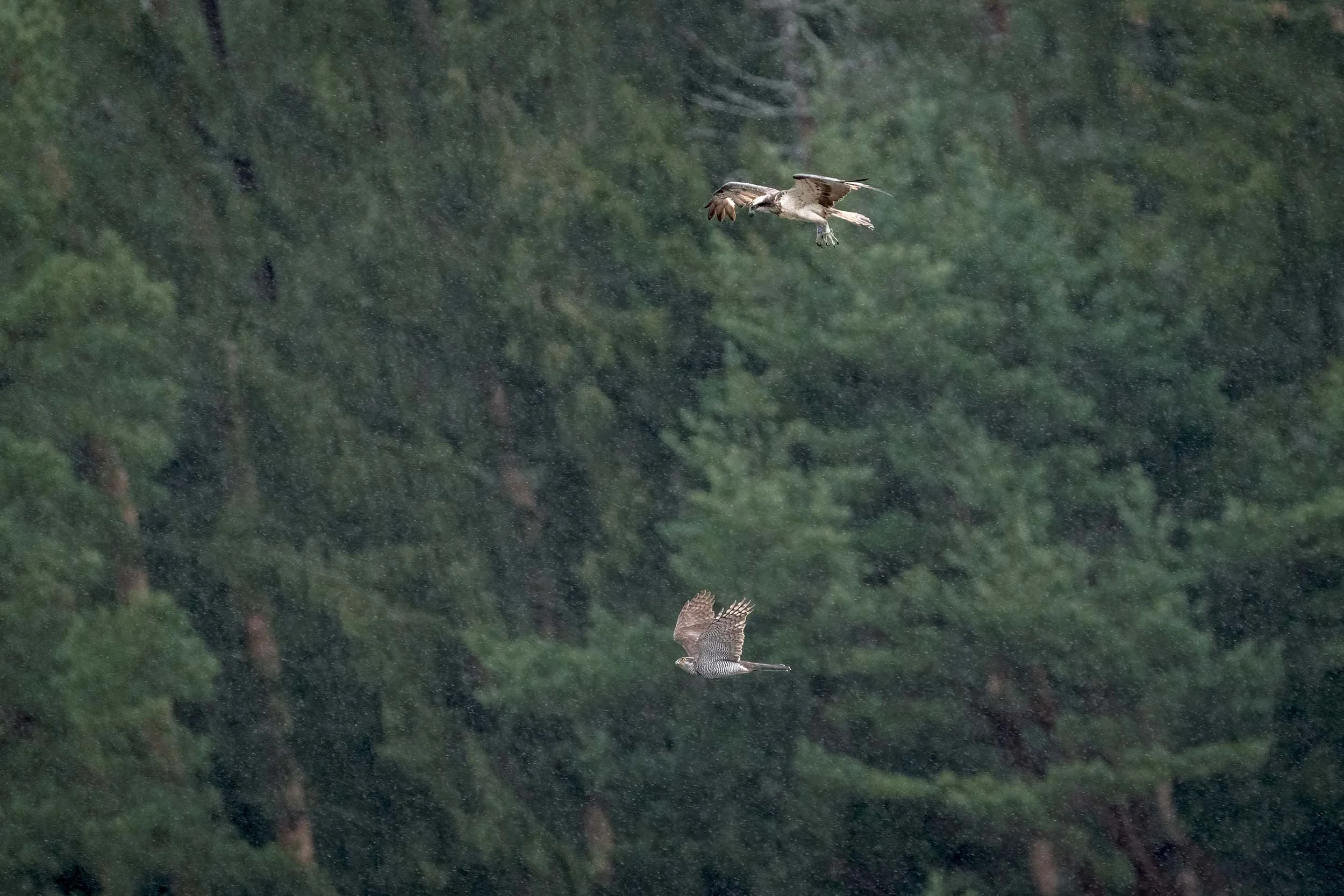 Osprey (Pandion haliaetus) and Eurasian sparrowhawk (Accipiter nisus) flying in the rain against a dark conifer forest.