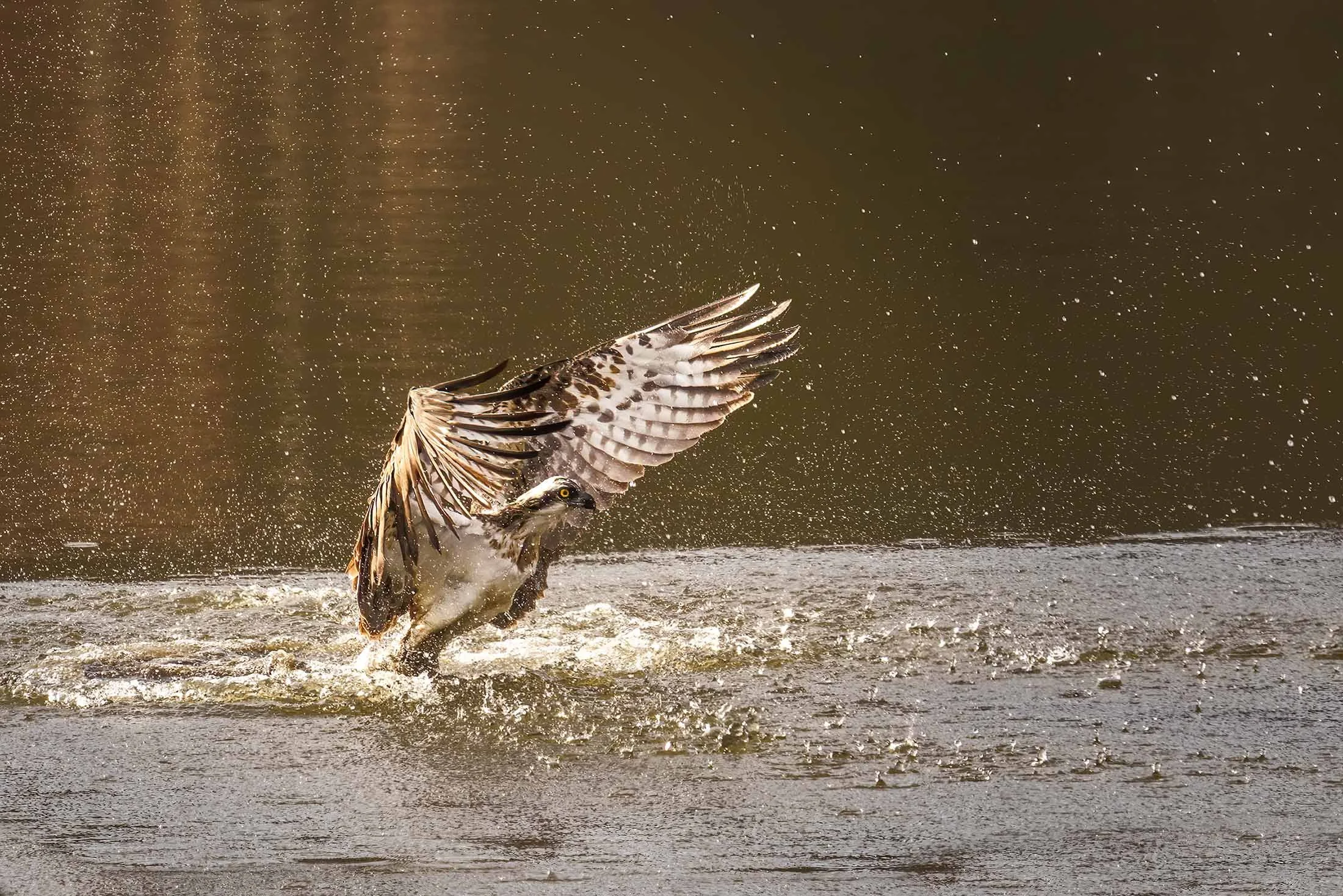 Osprey (Pandion haliaetus) rising from the water with raised wings, surrounded by backlit spray.