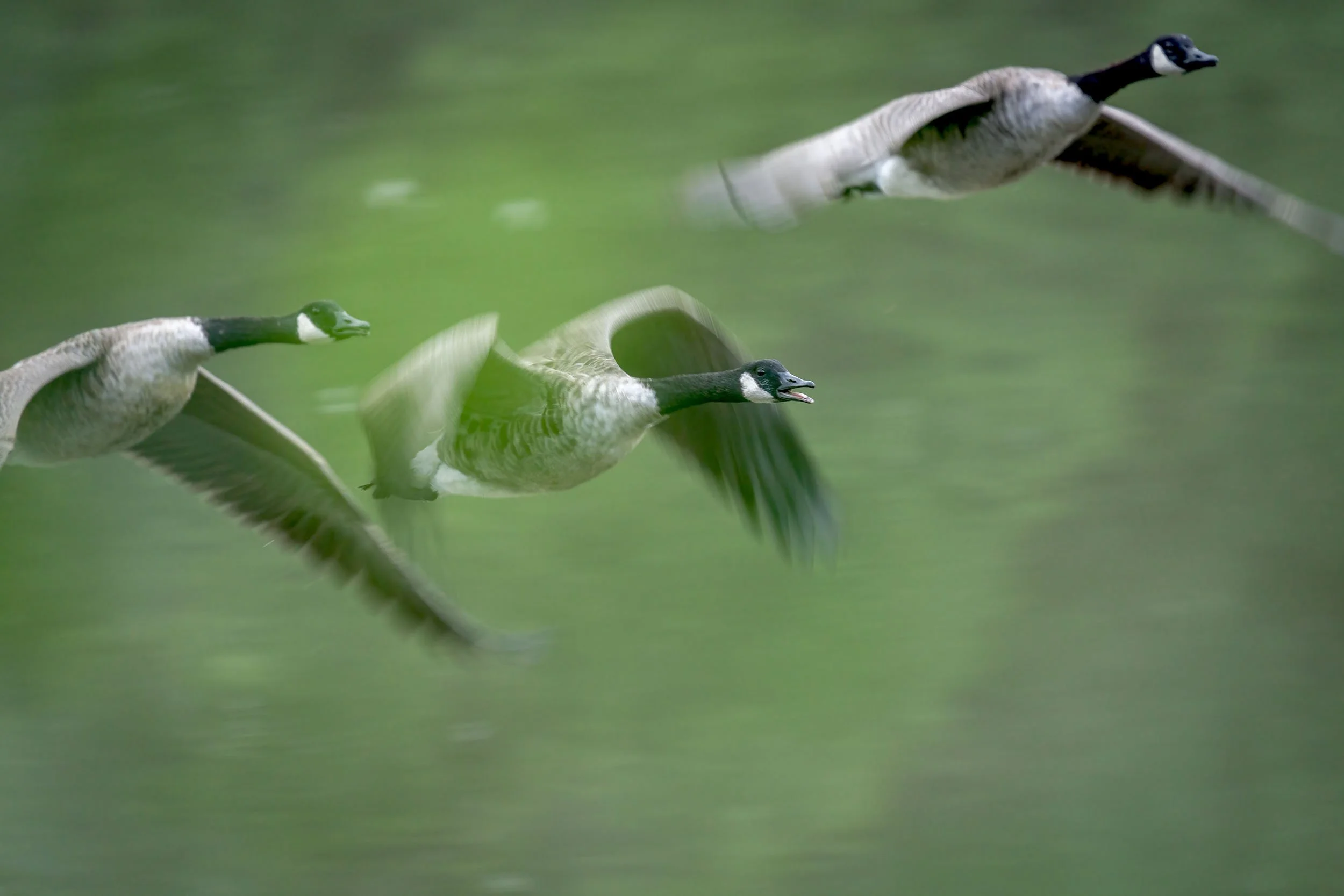 Canada geese in flight in Mecklenburg-Western Pomerania in a natural sky scene
