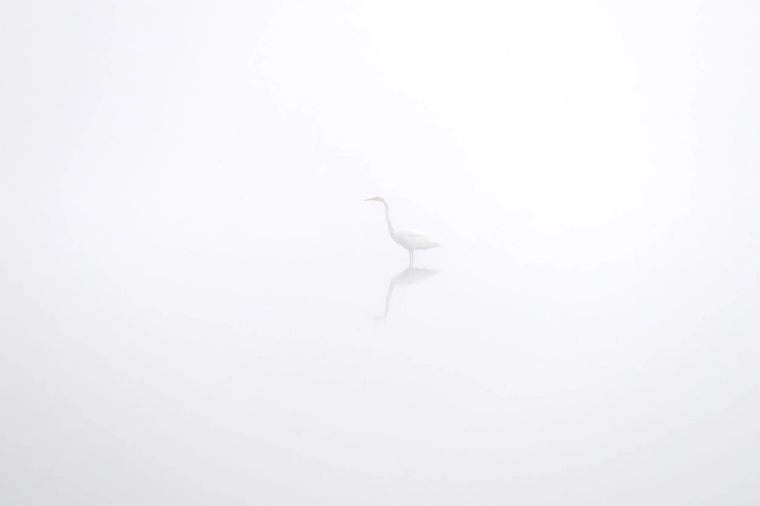 Great egret in the fog in Mecklenburg-Western Pomerania in a quiet early morning atmosphere