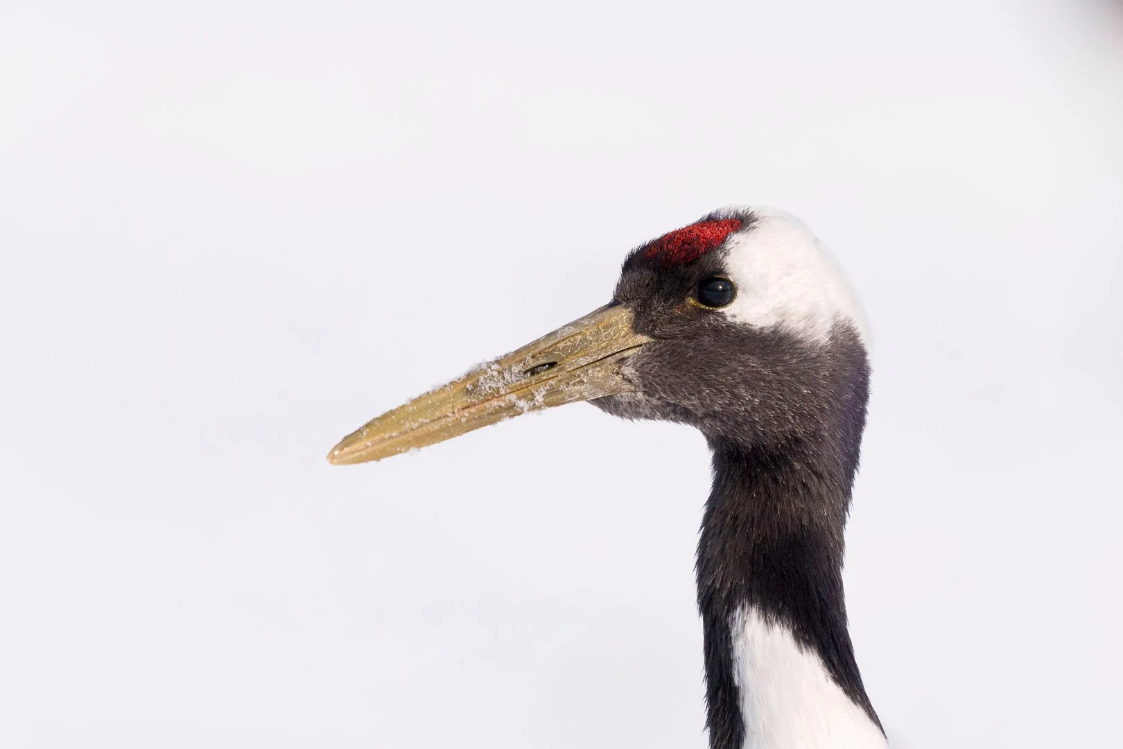 Red-crowned crane (Grus japonensis) head portrait with hoarfrost on the bill against a bright ground