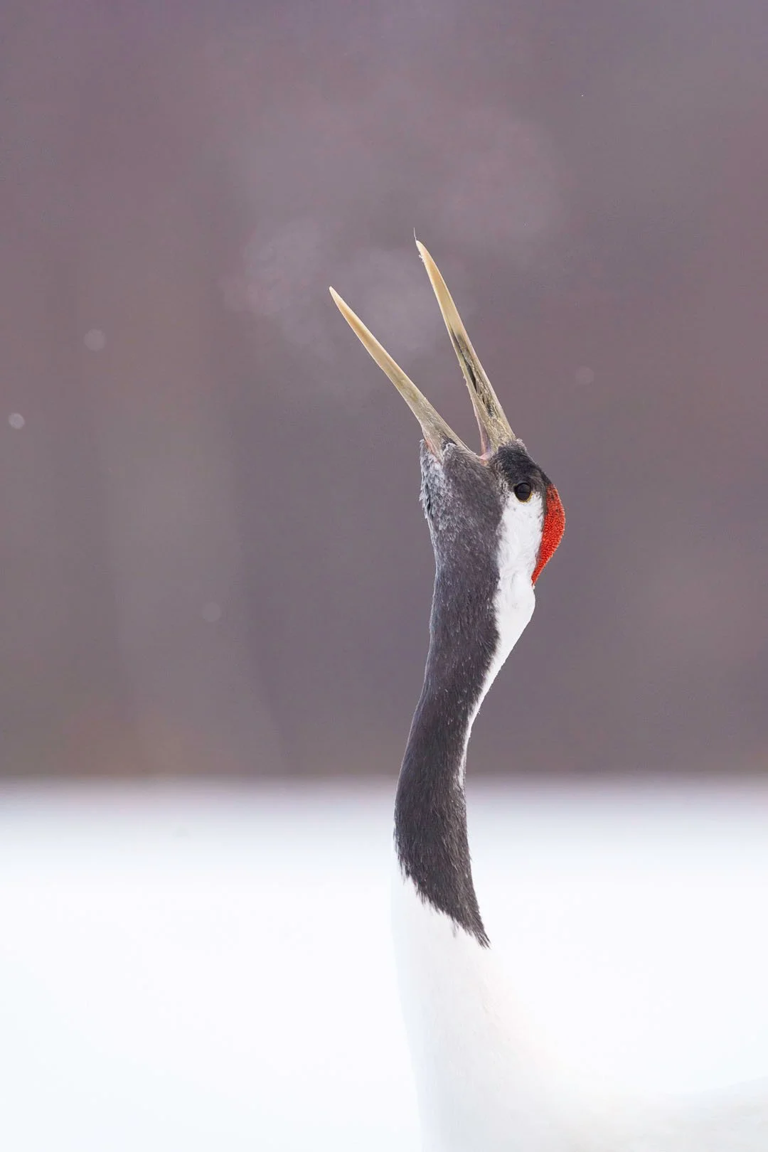 Calling red-crowned crane (Grus japonensis) with open bill and visible breath in the cold