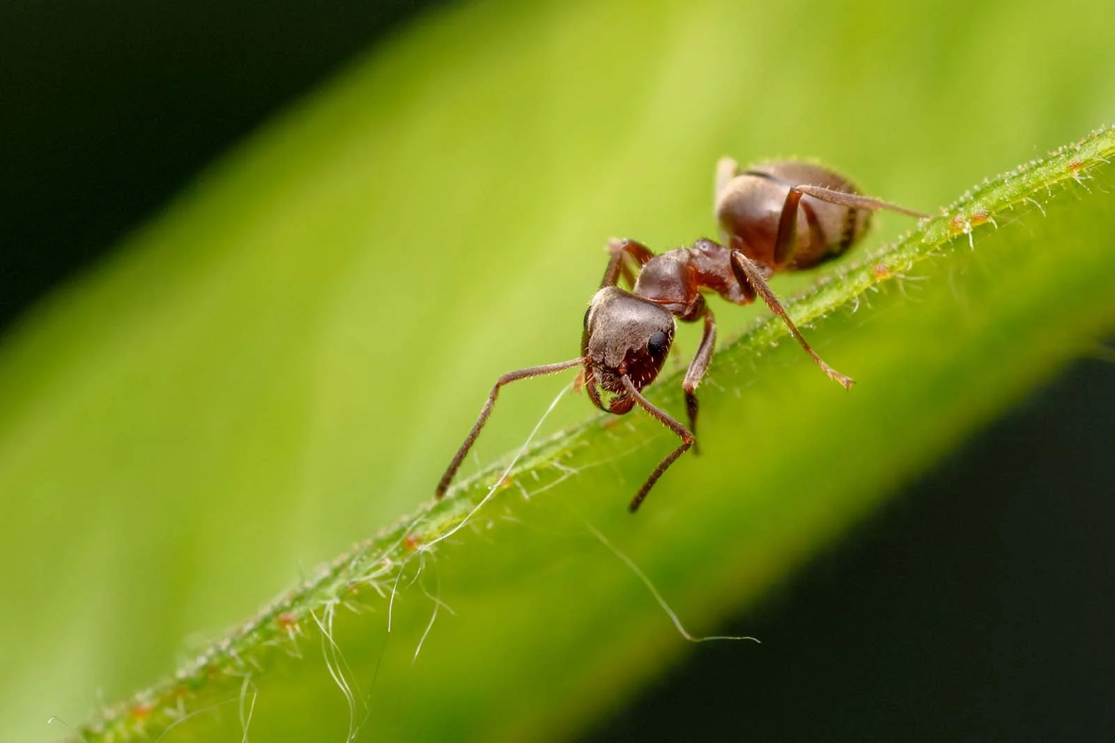 Brown ant (Formicidae) walking along a hairy green stem, macro shot