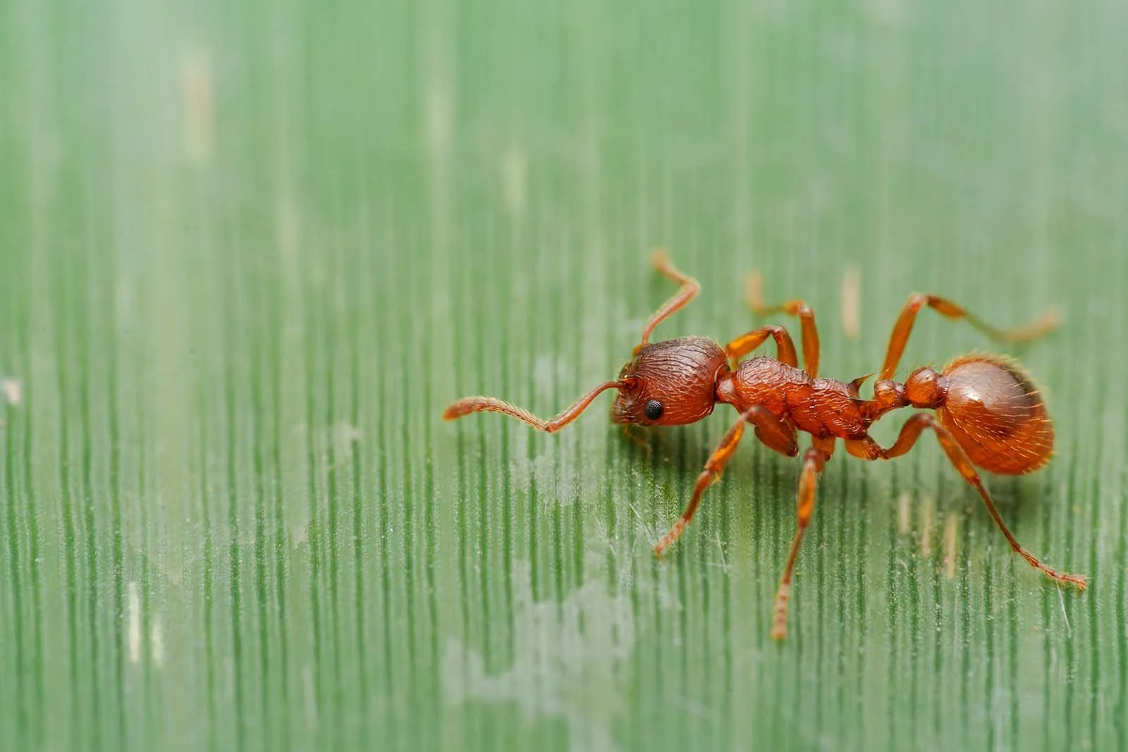 Reddish ant (Formicidae) in profile on a ridged green leaf, macro shot