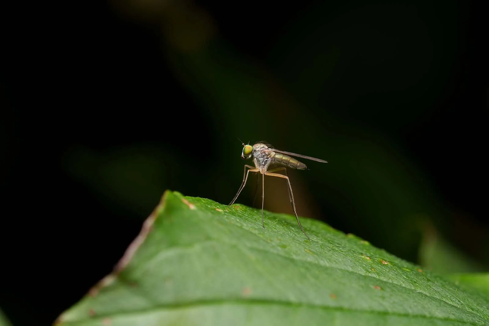 Long-legged fly (Dolichopodidae) on a green leaf tip against a dark ground, unedited RAW version