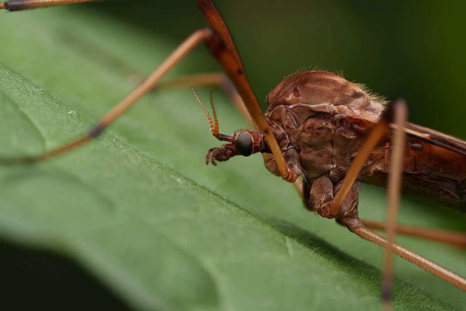 Large crane fly (Tipulidae) in profile on a green leaf, unedited RAW version