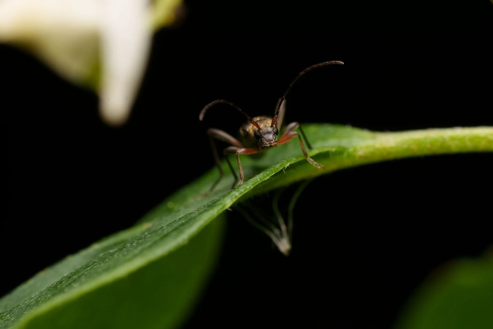 Longhorn beetle (Cerambycidae) head-on on a green leaf edge, unedited RAW version with a bright blossom behind
