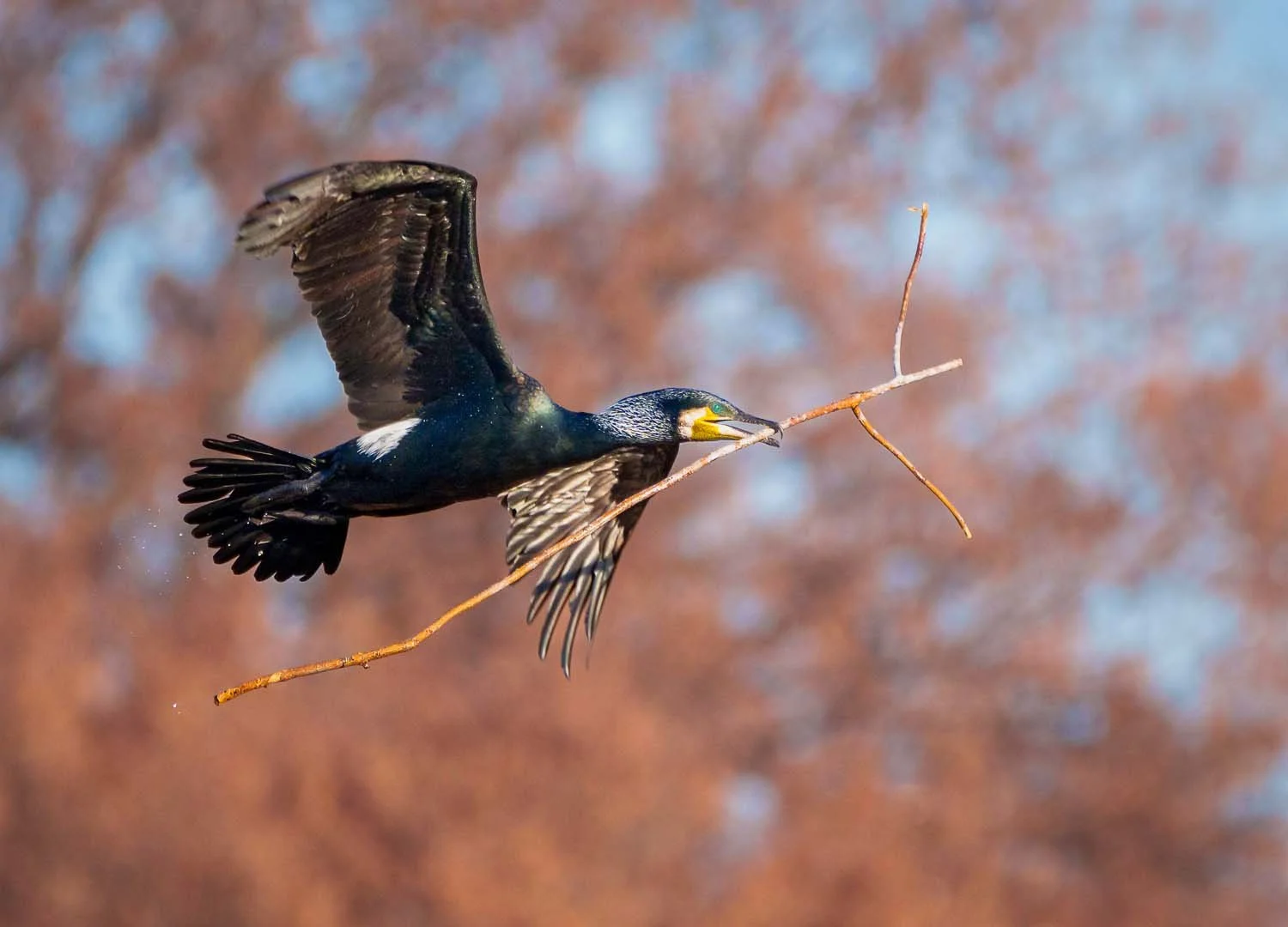 Great cormorant (Phalacrocorax carbo) in flight with a nesting twig in its bill before red-brown branches