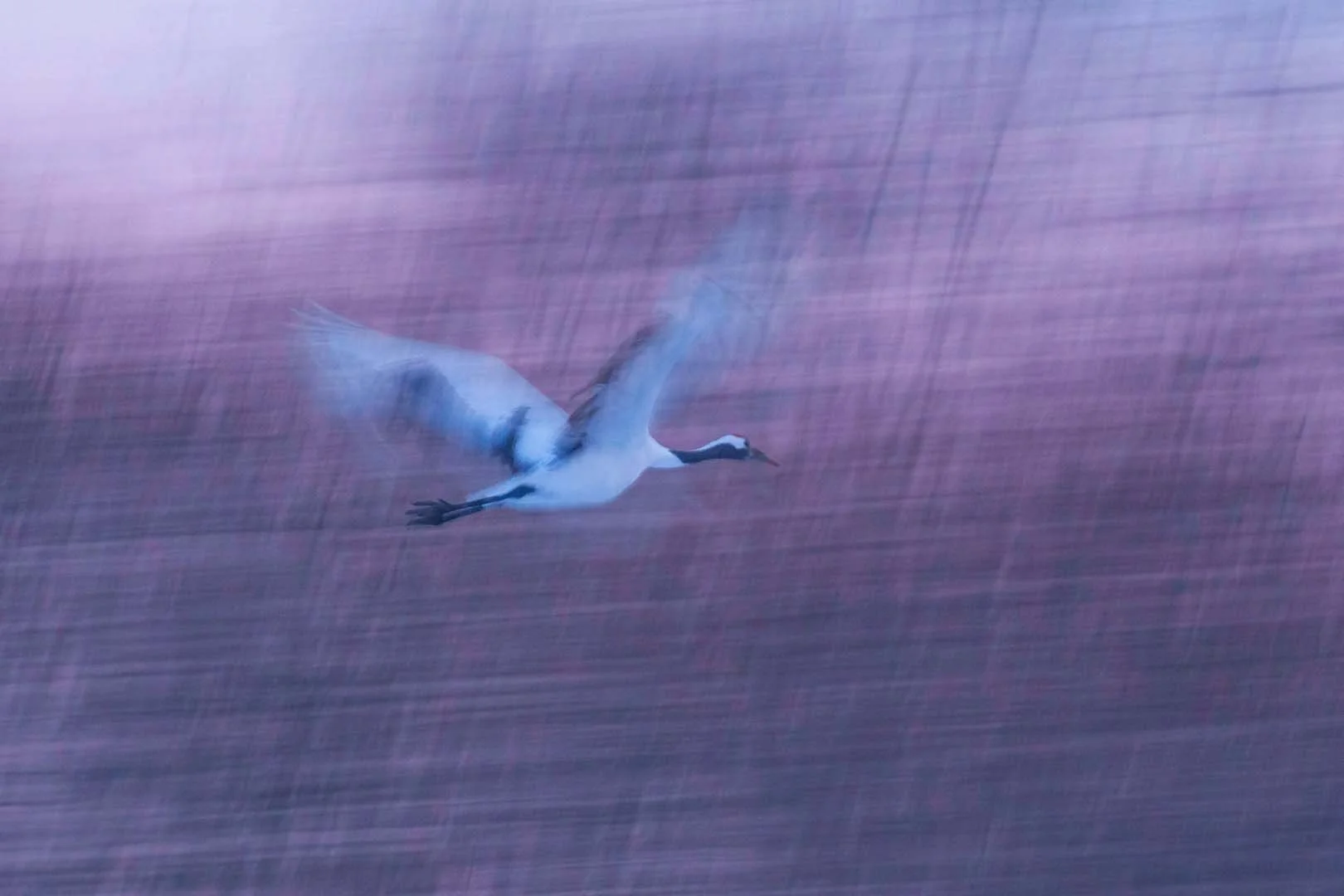 Flying red-crowned crane (Grus japonensis) as a pan blur against a pink-violet blurred background