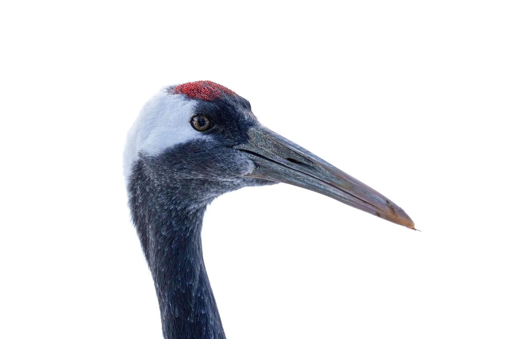 Taken with Sony 6700: Close-up of a Red-crowned Crane with a red crown and white background, photographed in Japan