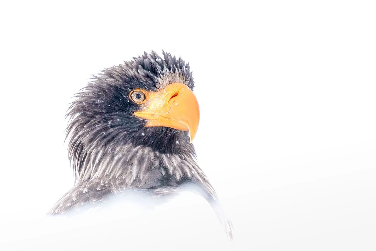 Close-up of a Steller