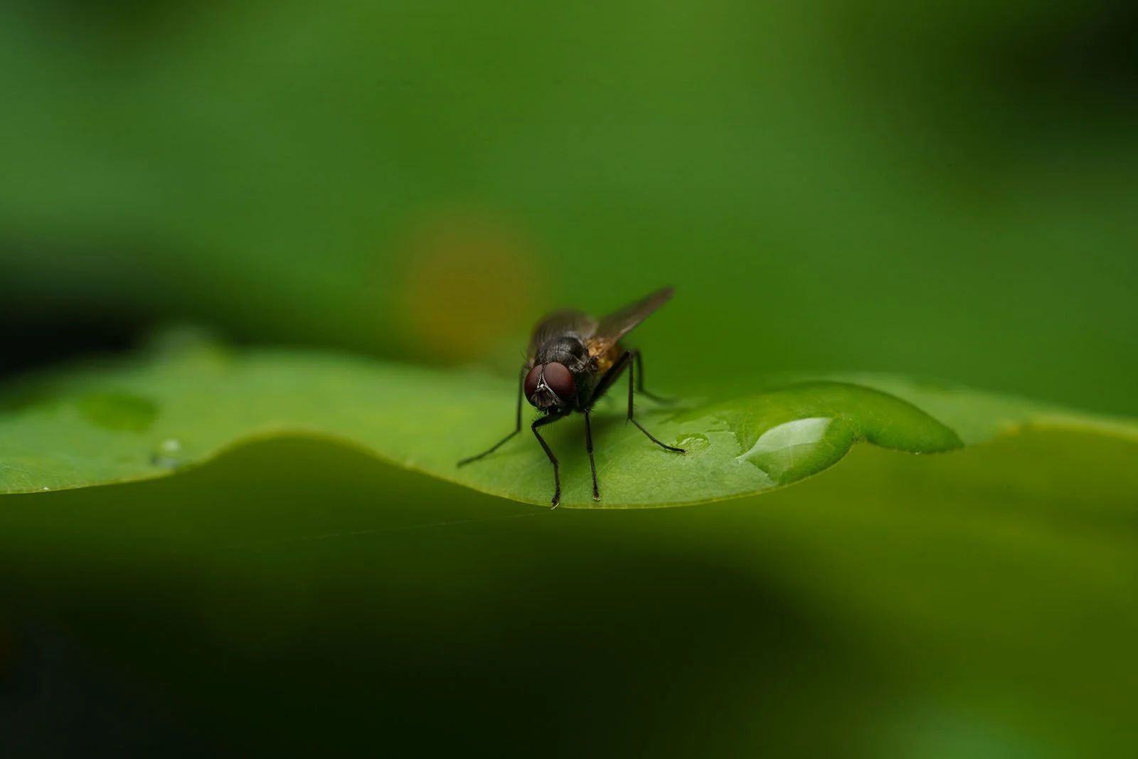 Grey fly with red eyes on a green leaf, unprocessed RAW capture