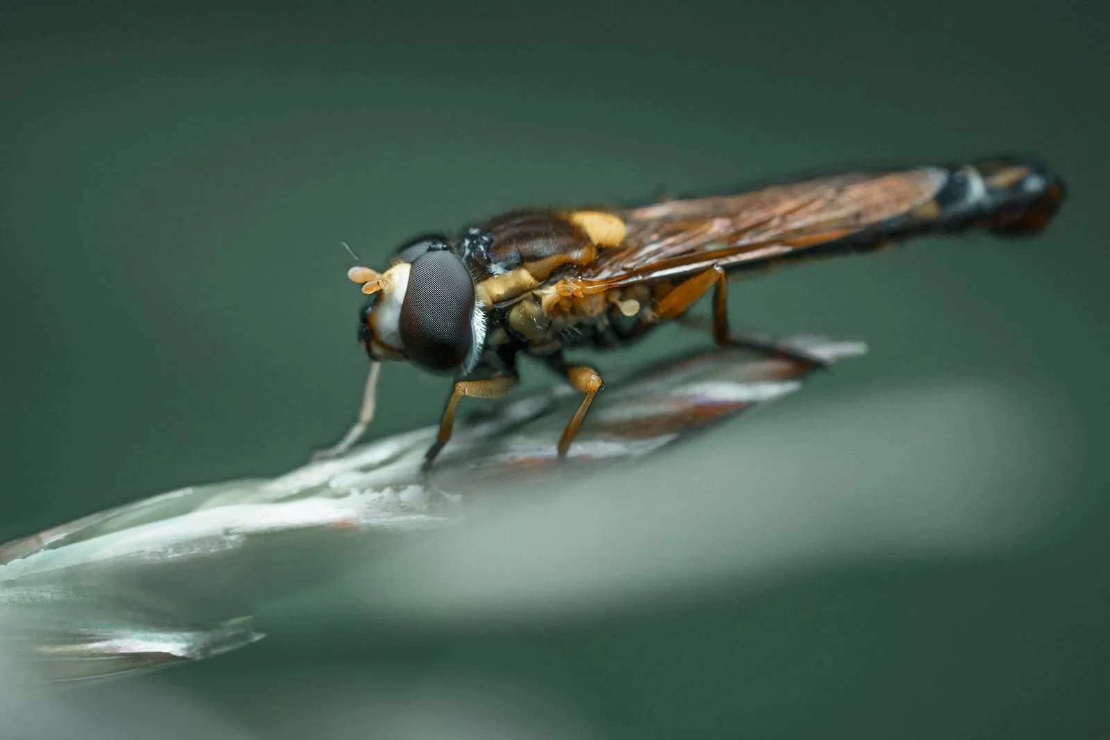 Slender hoverfly in profile on a grass panicle against a dark-green background
