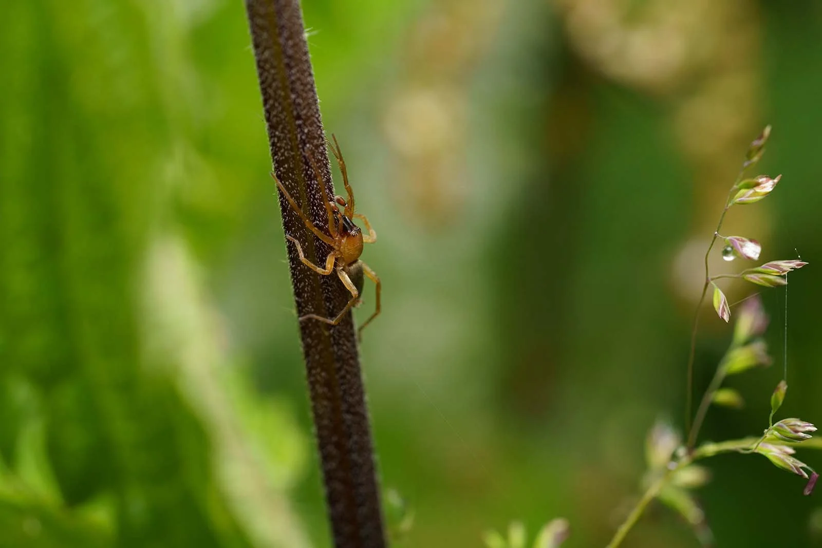Orange sac spider on a dark stem, RAW capture with a dew-covered grass panicle