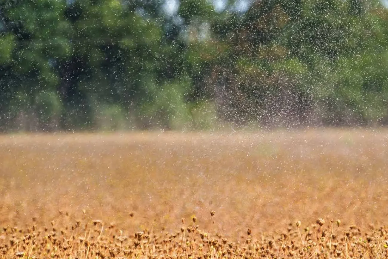 Dichter Schwarm geflügelter Ameisen im Hochzeitsflug über einer trockenen Wiese vor grünem Baumhintergrund.