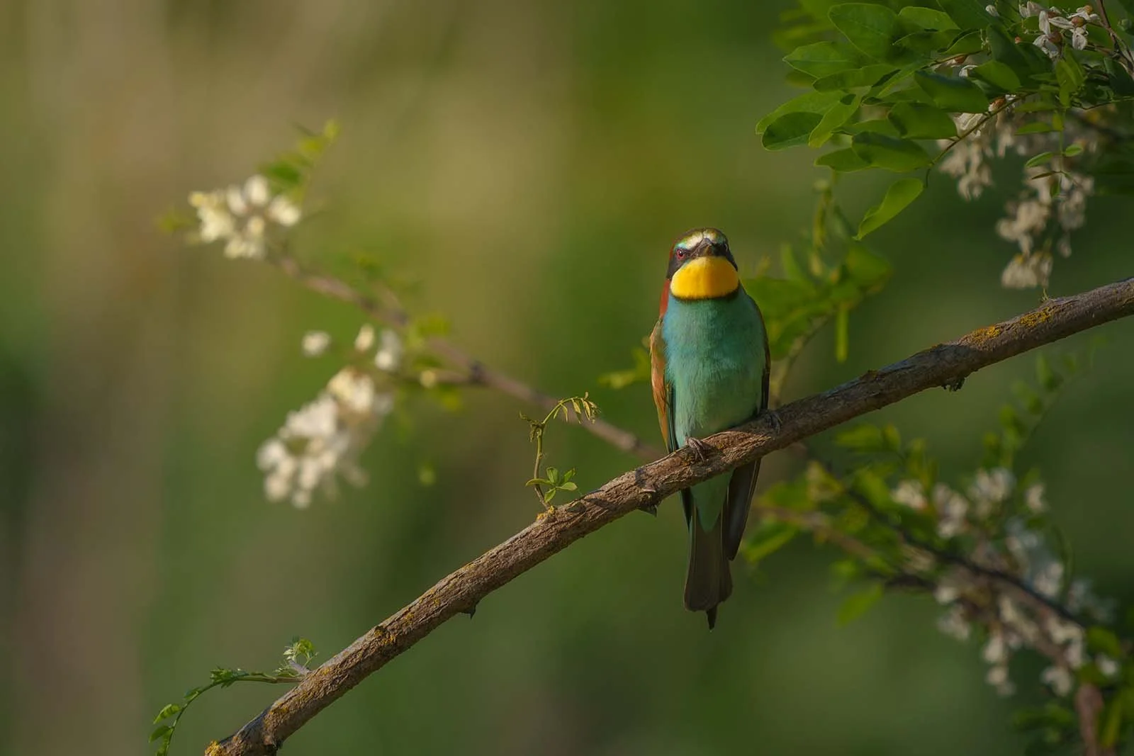 Der Vogel Bienenfresser sitzt in Deutschlandauf einem blühenden Ast vor unscharfem grünem Hintergrund, in natürlicher Umgebung, mit hellem und farbenfrohem Gefieder.