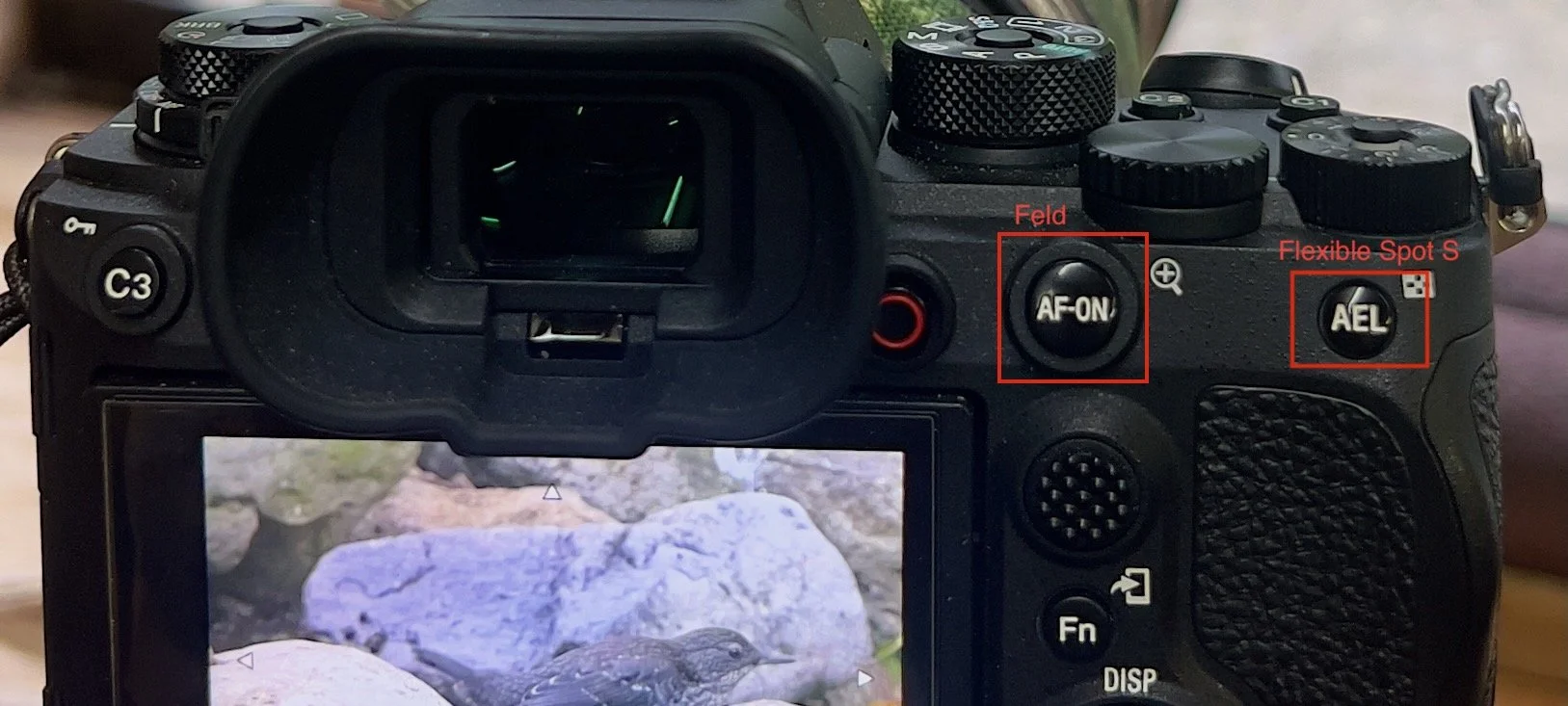 Back of a Sony camera with red highlights on the AF-ON and AEL buttons, showing a back-button focus setup with two AF area modes.