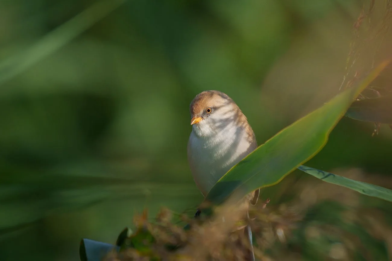 Bartmeisen-Weibchen (Panurus biarmicus) schaut zwischen grünen Schilfblättern hervor, warmes Licht auf zimtbraunem Kopf.