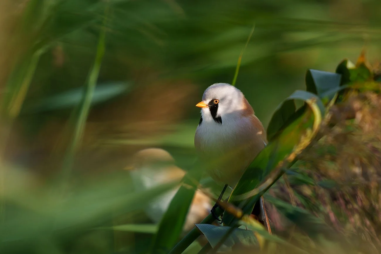 Bartmeisen-Männchen (Panurus biarmicus) zwischen unscharfen grünen Schilfhalmen, warmes Licht auf grauem Kopf und schwarzem Bartstreif.