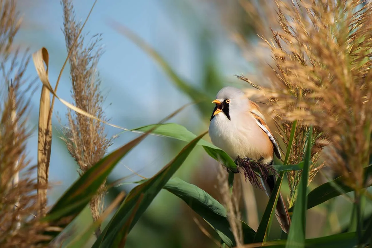 Bartmeisen-Männchen (Panurus biarmicus) ruft mit offenem Schnabel zwischen goldbraunen Schilffahnen vor blauem Himmel.