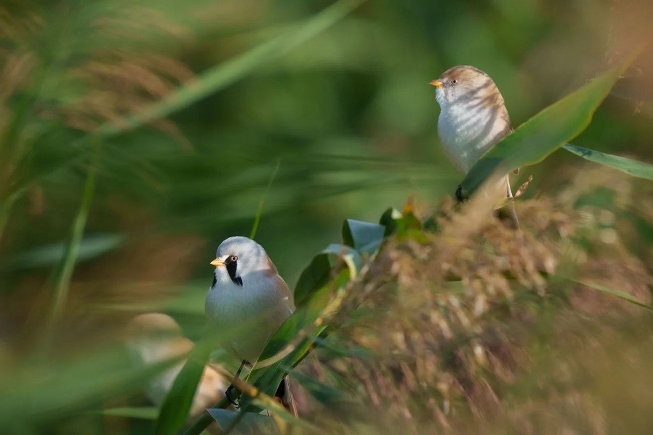 Zwei Bartmeisen (Panurus biarmicus) im dichten Schilf, vorn das Männchen mit schwarzem Bartstreif, hinten das Weibchen.