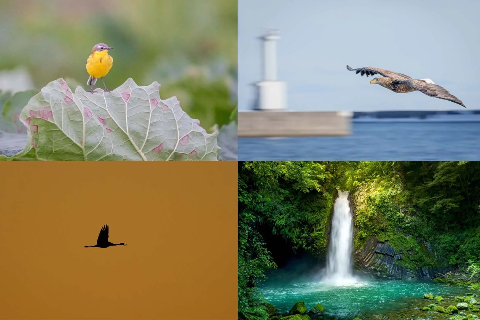 Montage de quatre photos de nature : passereau sur une feuille, rapace devant un phare, silhouette d'oiseau et cascade en pose longue.