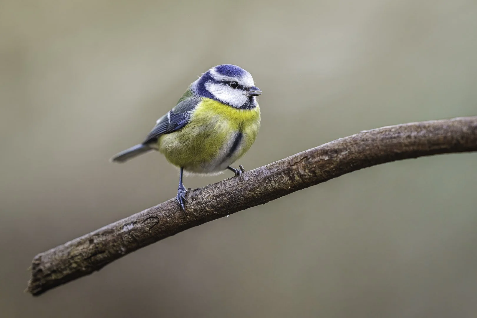 Eurasian blue tit (Cyanistes caeruleus) on an stick