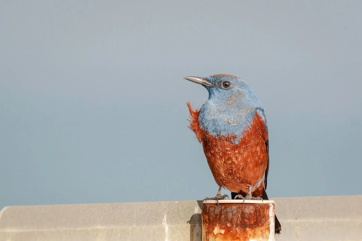 Male blue rock thrush on a rusty metal post against clear blue sky