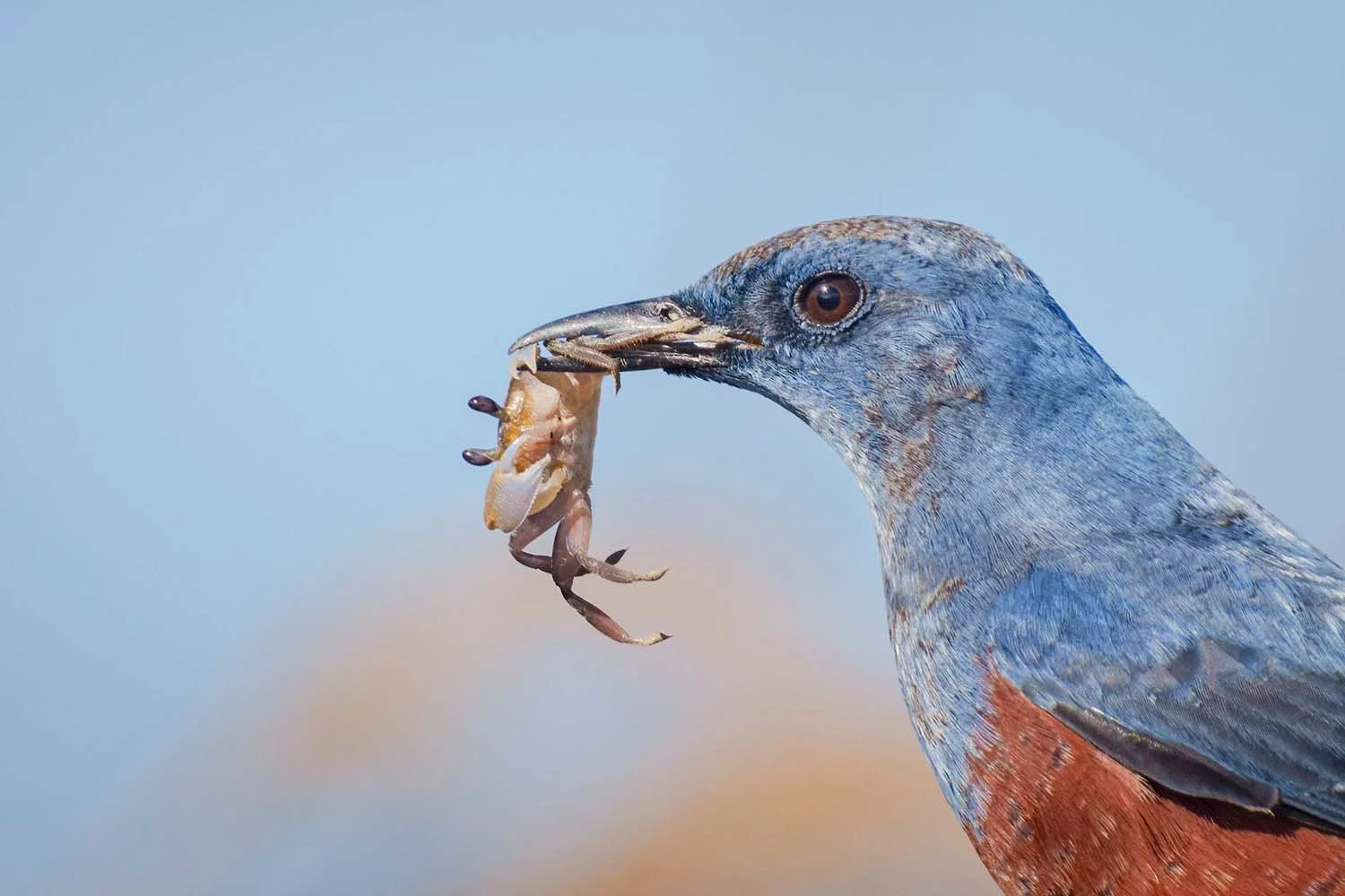 Male blue rock thrush holding a small crab in its bill, head close-up