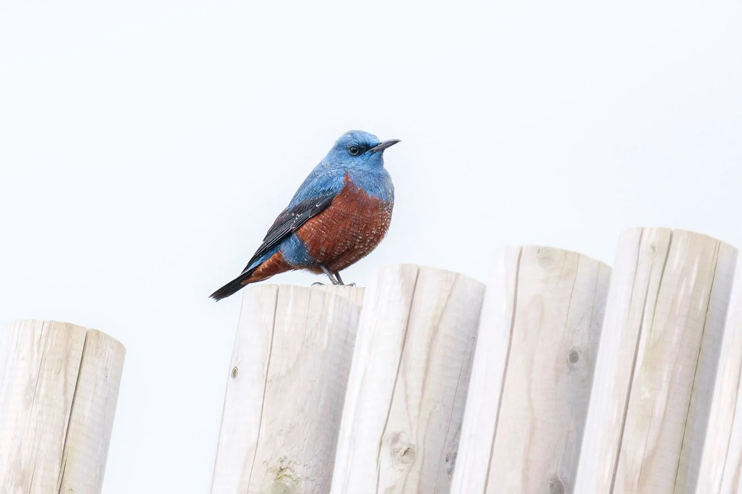Male blue rock thrush with blue head and rust-red belly on a pale wooden post against white sky