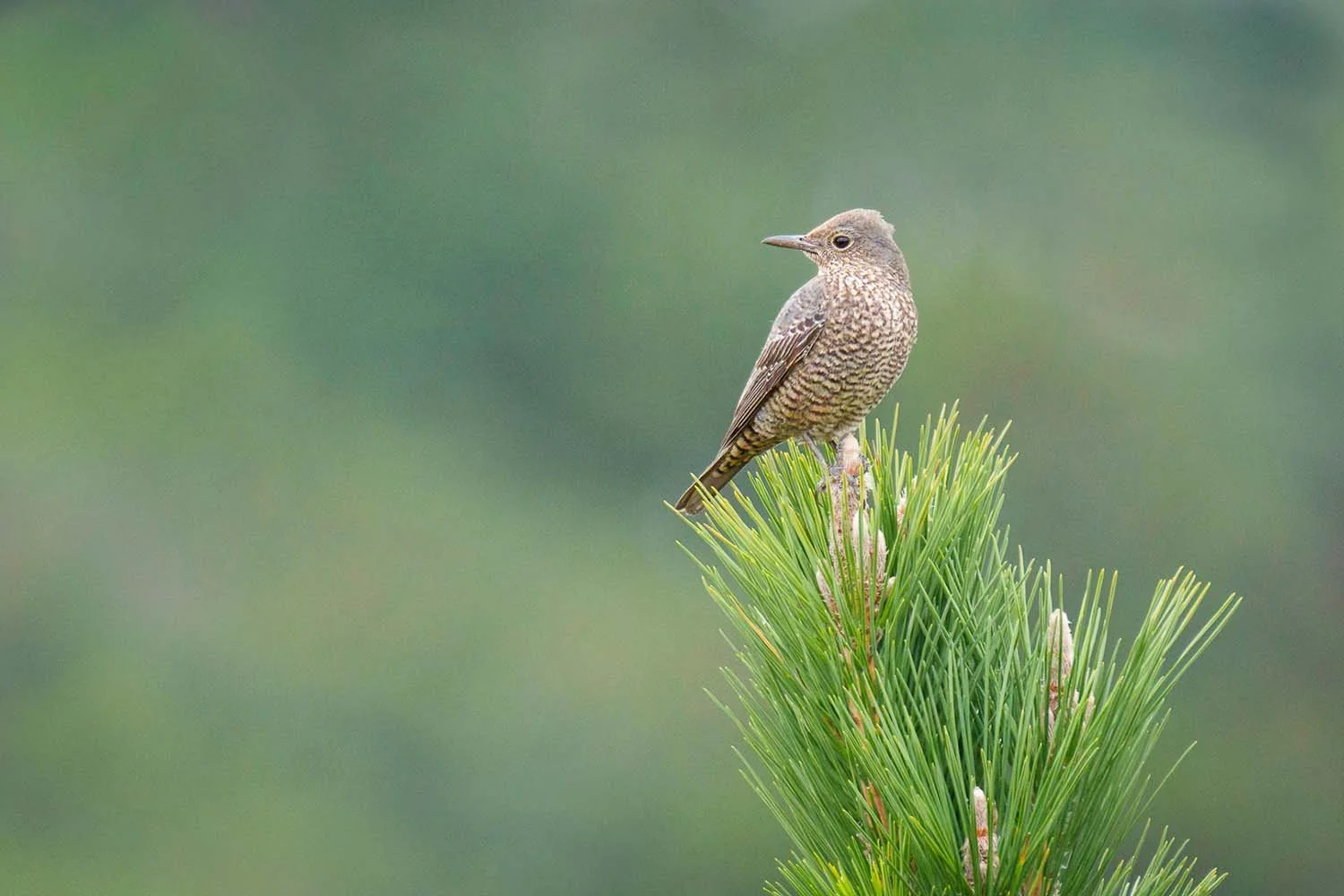 Grey-brown female blue rock thrush on a green pine tip against a soft green background