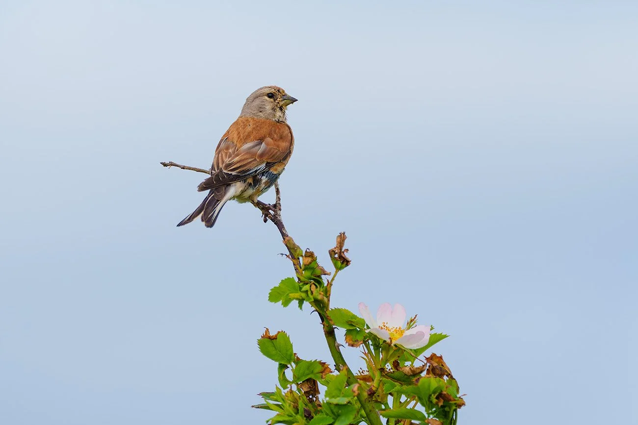 Linnet (Carduelis cannabina) sitting on a branch