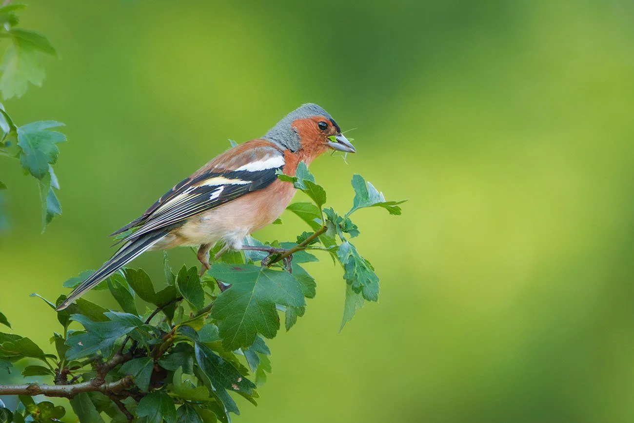 Male chaffinch with a green caterpillar in its bill on a hawthorn twig against a green background