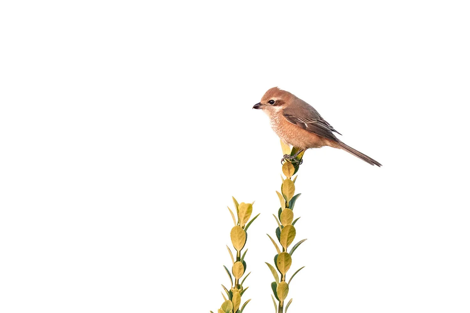 Pie-grièche bucéphale à calotte brune sur une pousse feuillue devant un fond blanc