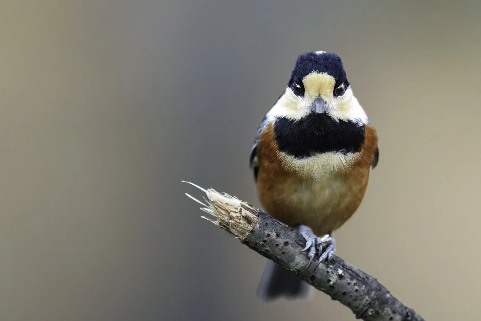 Varied Tit (Sittiparus varius) on a twig in Meiji Jingū Gyoen, Tokyo, against a plain grey background