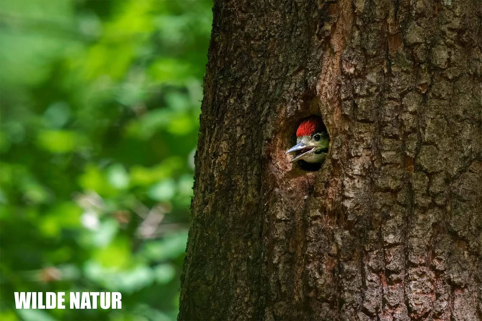 Great spotted woodpecker chick