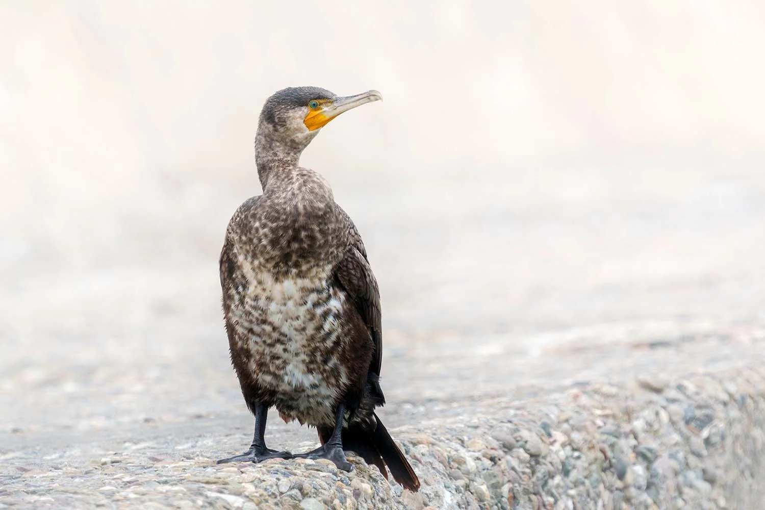Young Great Cormorant (Phalacrocorax carbo) with pale breast standing on an embankment wall in Chiba, Japan, in bright haze
