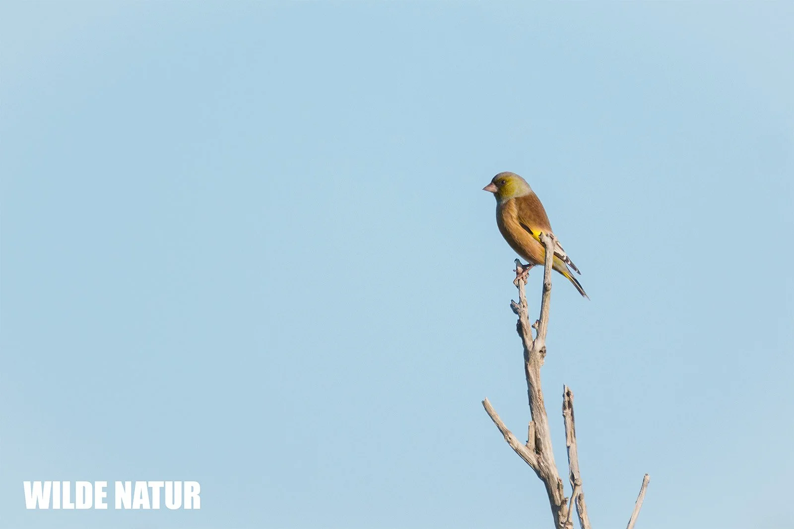 Verdier de Chine (Chloris sinica) posé à la pointe d'une branche nue devant un ciel bleu, miroir alaire jaune visible