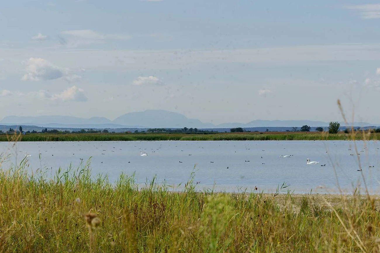 Darscho-Salzlacke im Seewinkel am Neusiedler See mit rastenden Schwänen und Wasservögeln, Wiesen im Vordergrund