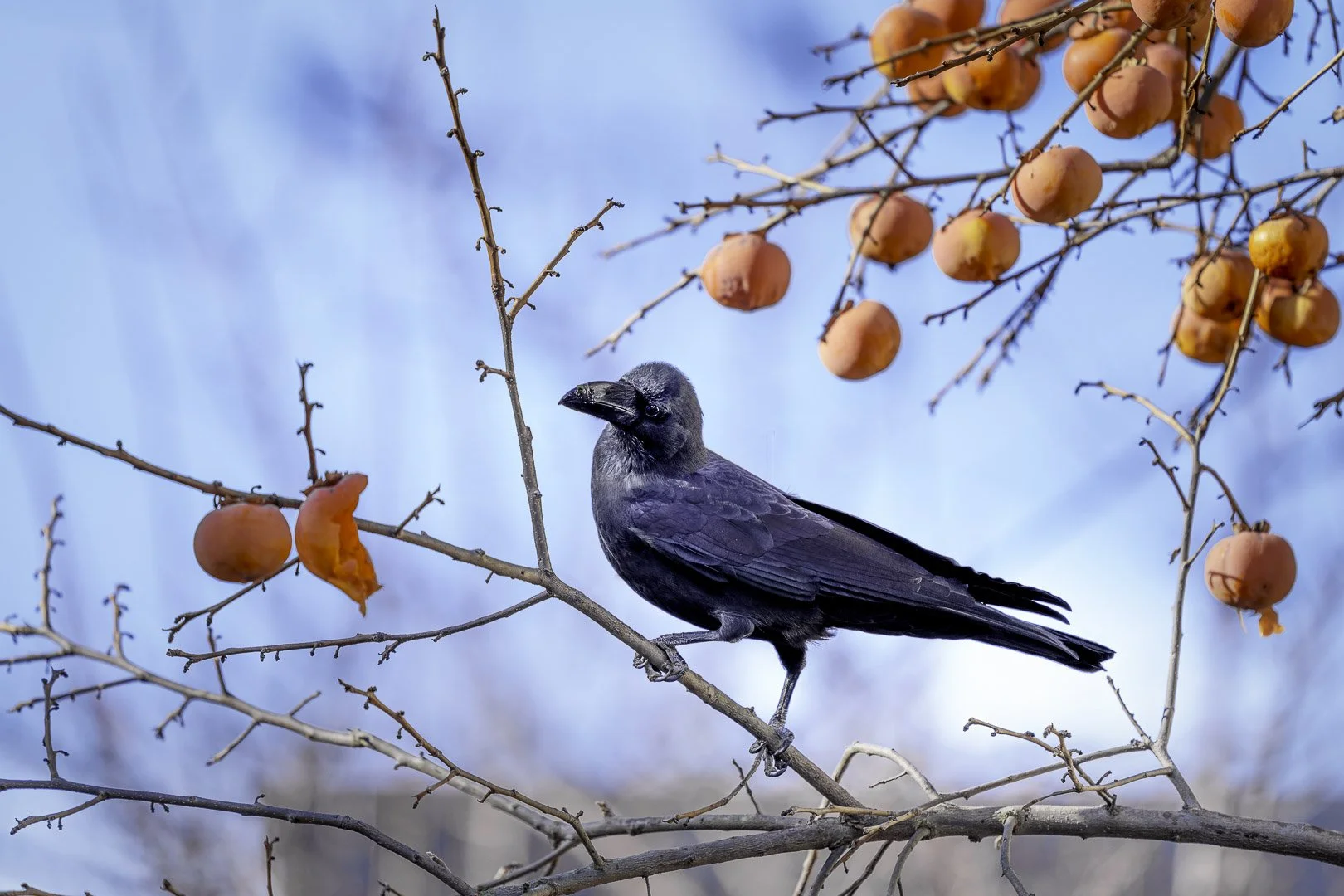 Large-billed Crow (Corvus macrorhynchos) balancing on a thin persimmon branch beneath hanging orange fruit