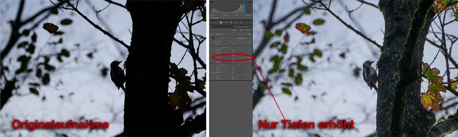 Left: Original picture underexposed - Right: only the shadows were lifted to the max, showing how good the dynamic range of the a6700 is.